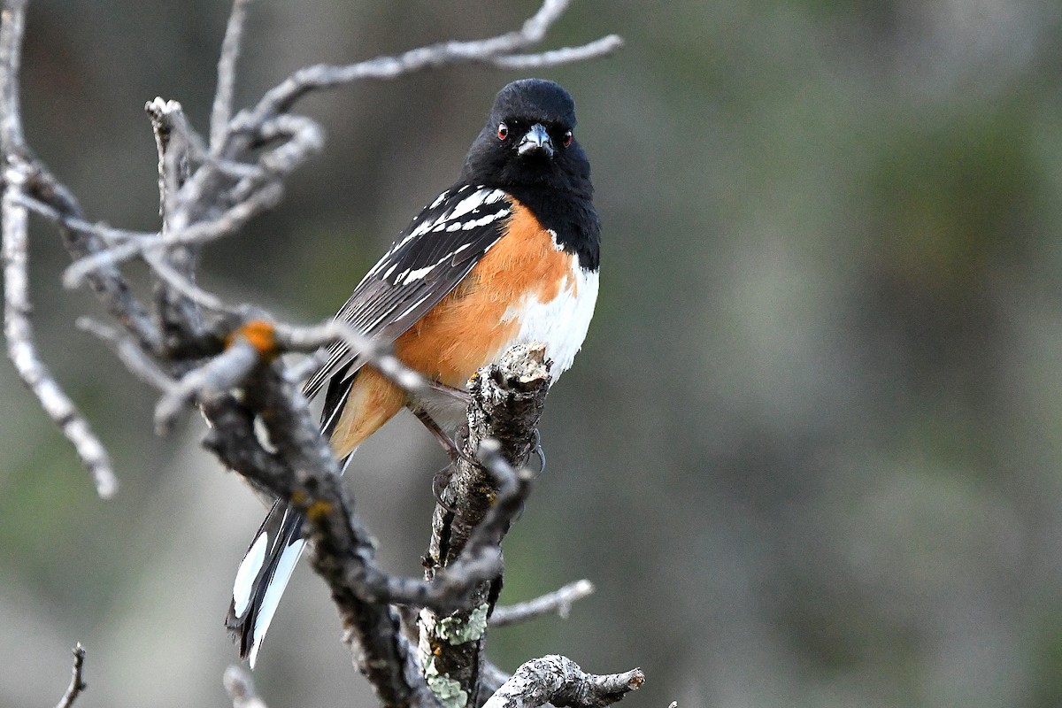 Spotted Towhee - ML623311184