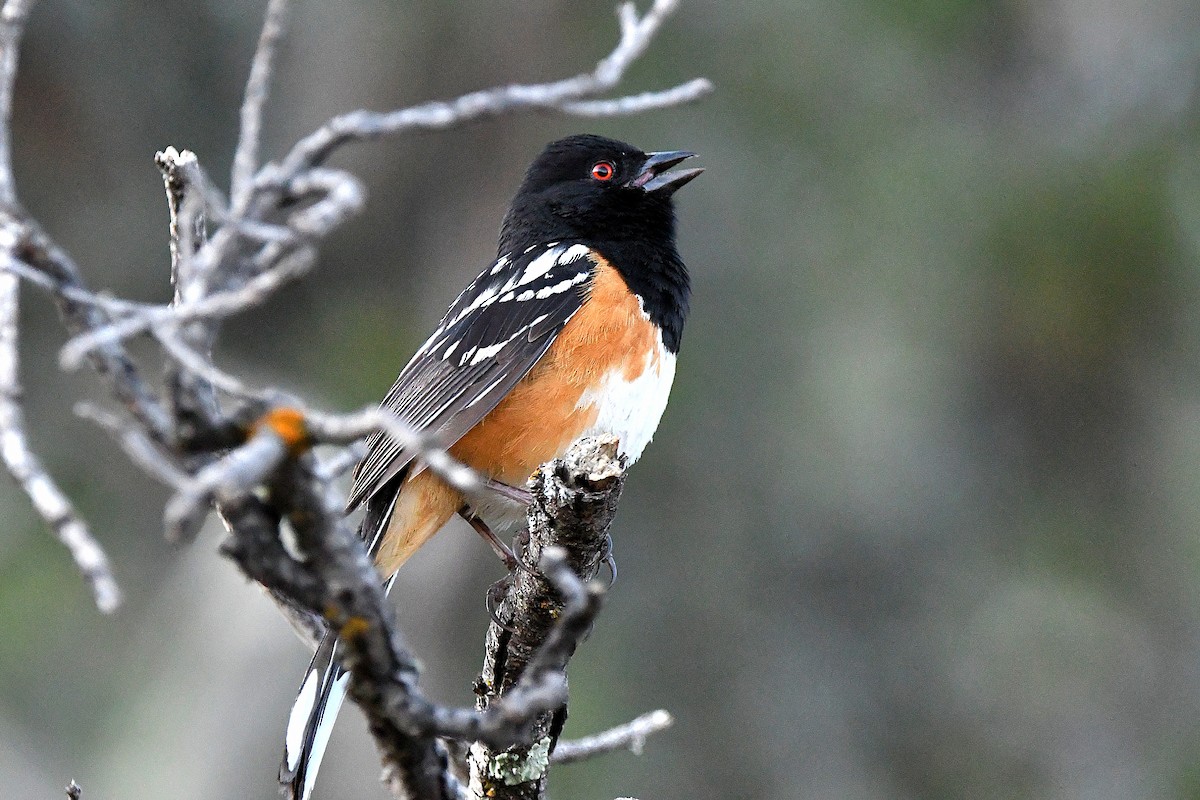 Spotted Towhee - ML623311187