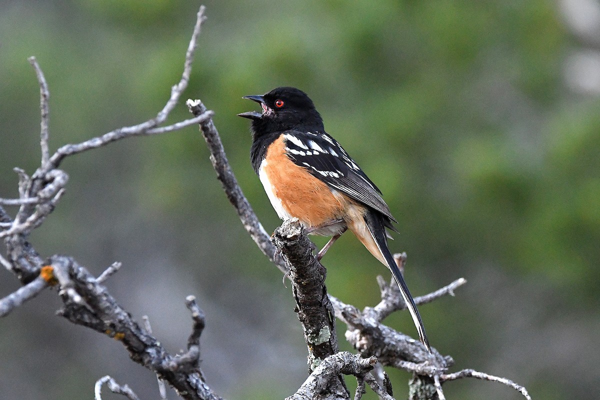 Spotted Towhee - ML623311188