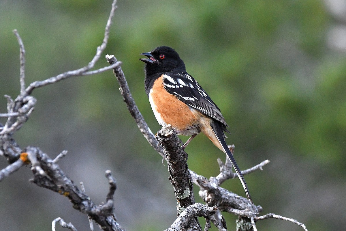 Spotted Towhee - ML623311189