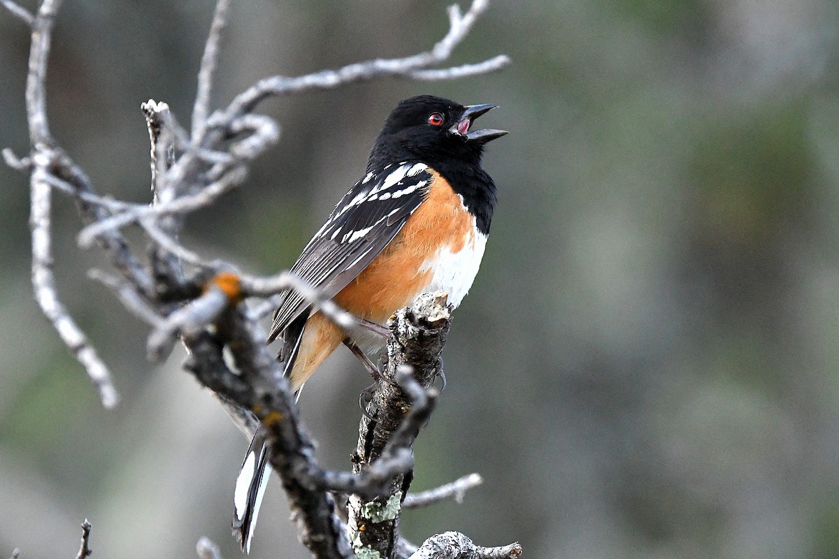 Spotted Towhee - Ari Weiss