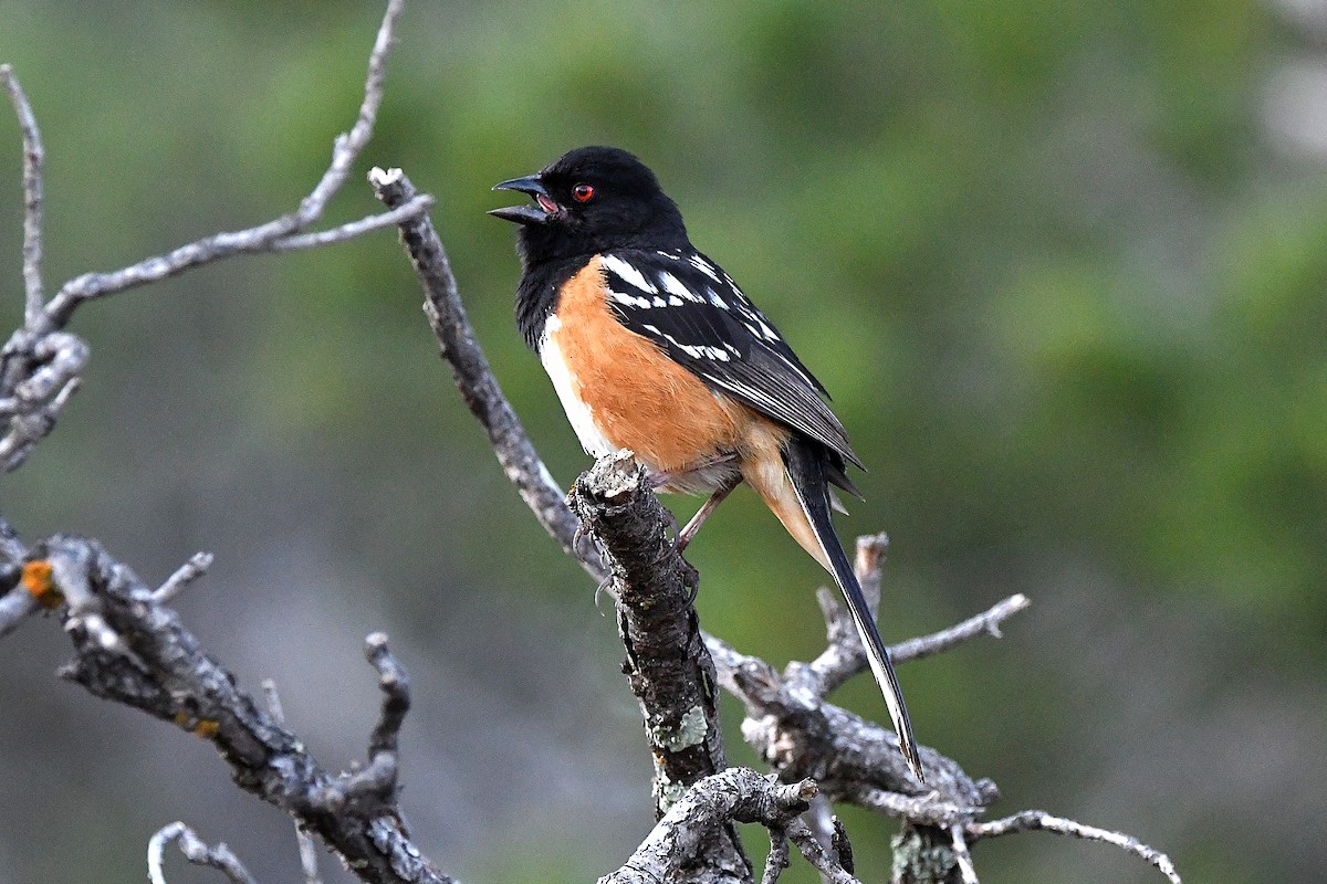 Spotted Towhee - ML623311200