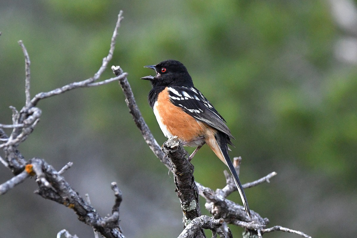 Spotted Towhee - ML623311201