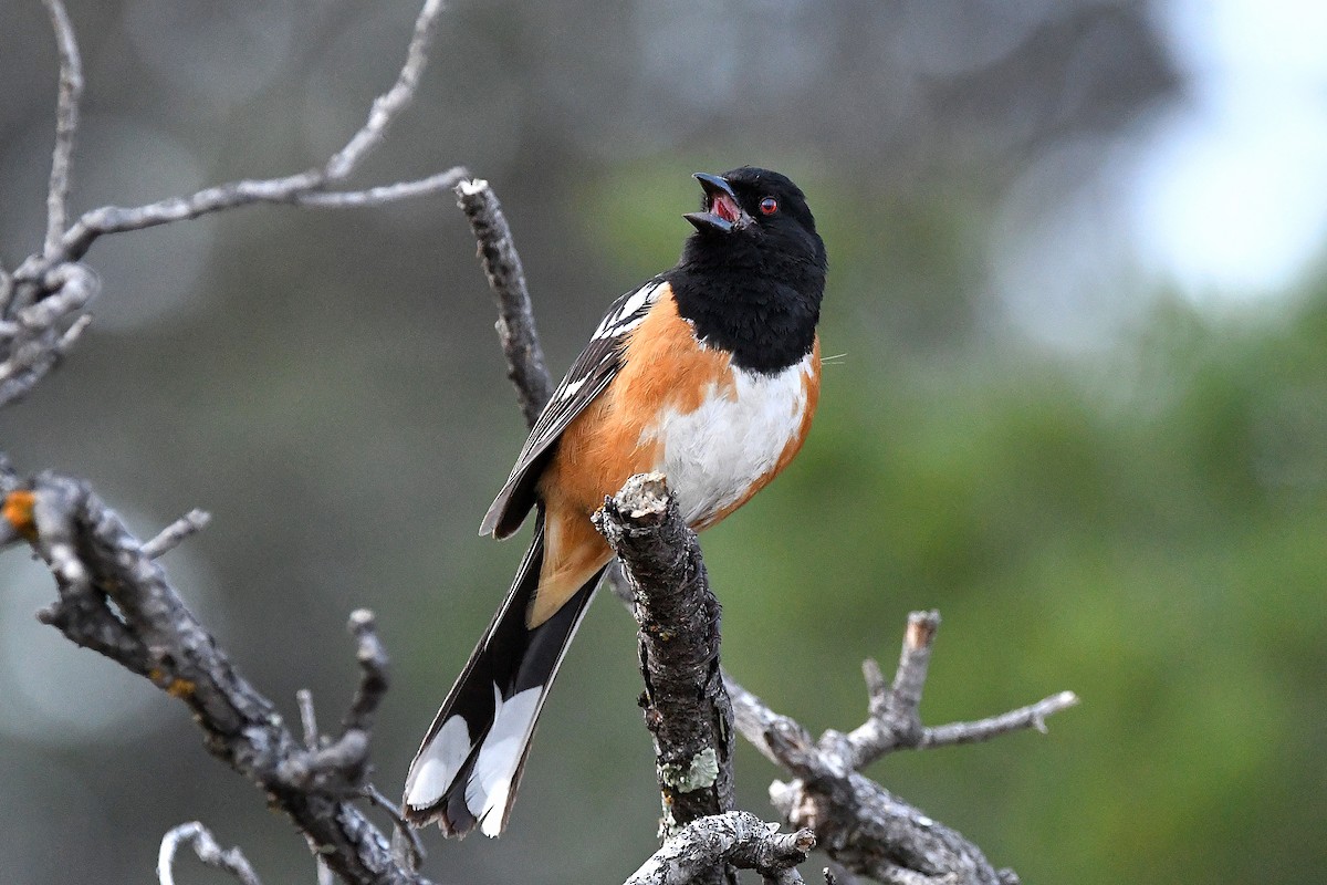 Spotted Towhee - ML623311202