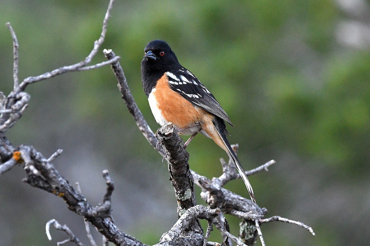 Spotted Towhee - ML623311203