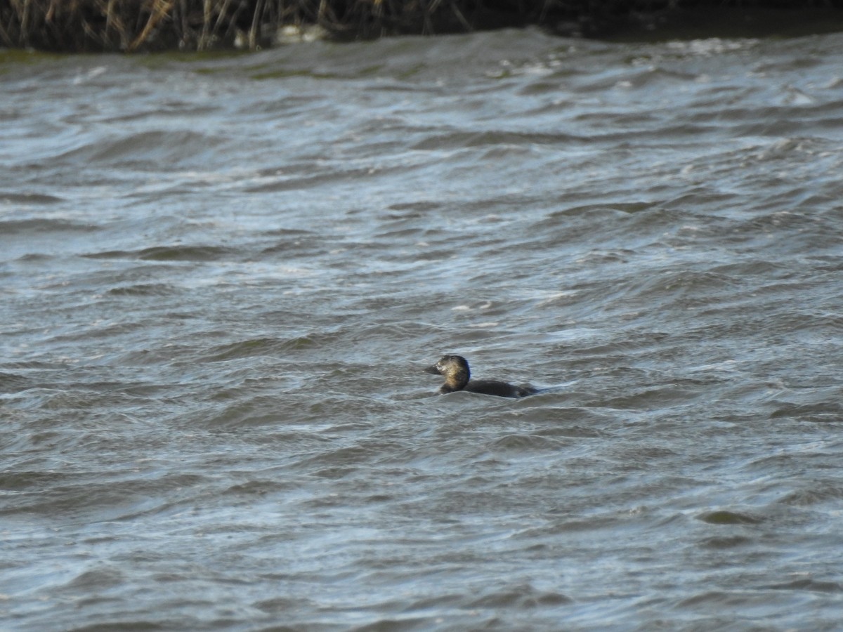 Musk Duck - Sally Loveridge