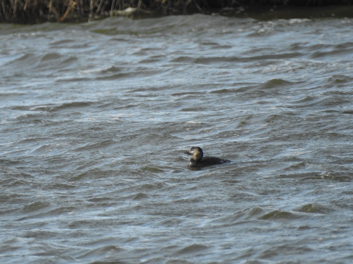 Musk Duck - ML623311231