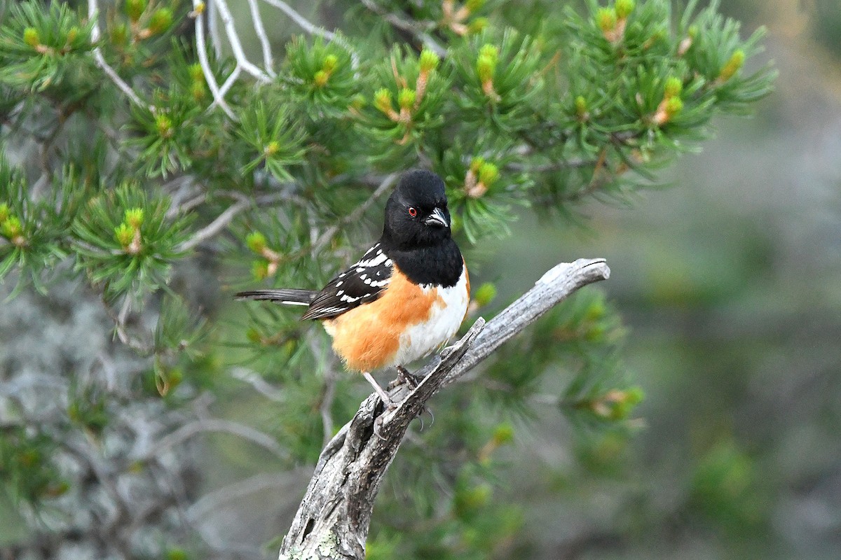 Spotted Towhee - Ari Weiss