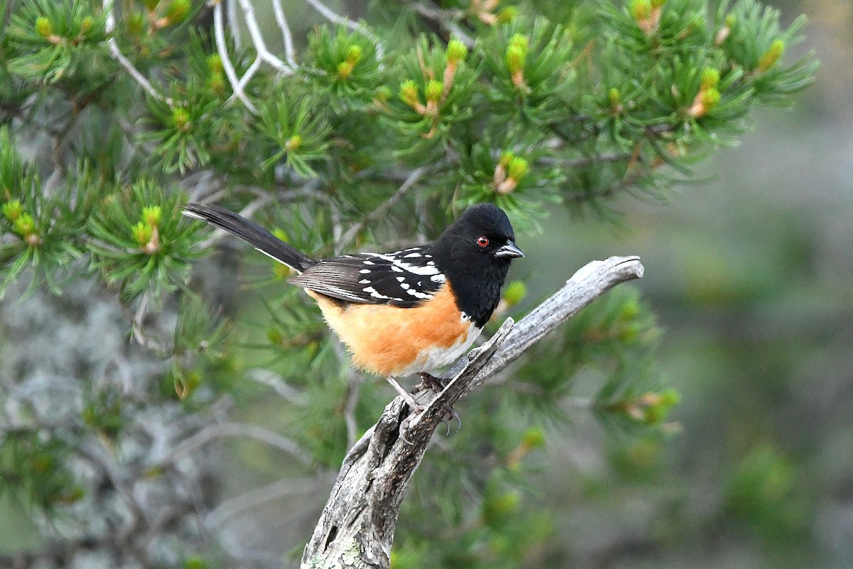 Spotted Towhee - ML623311241