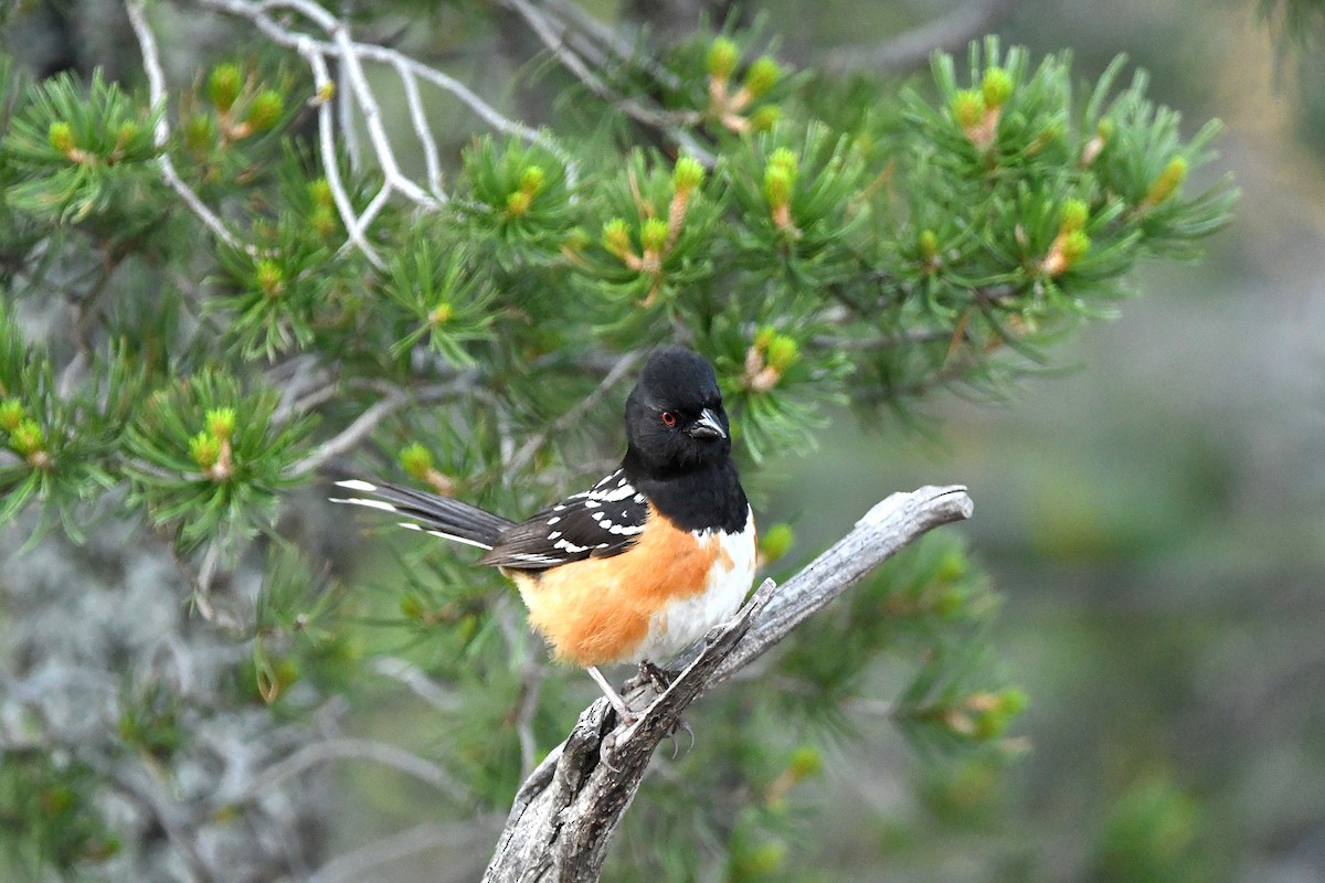 Spotted Towhee - ML623311242