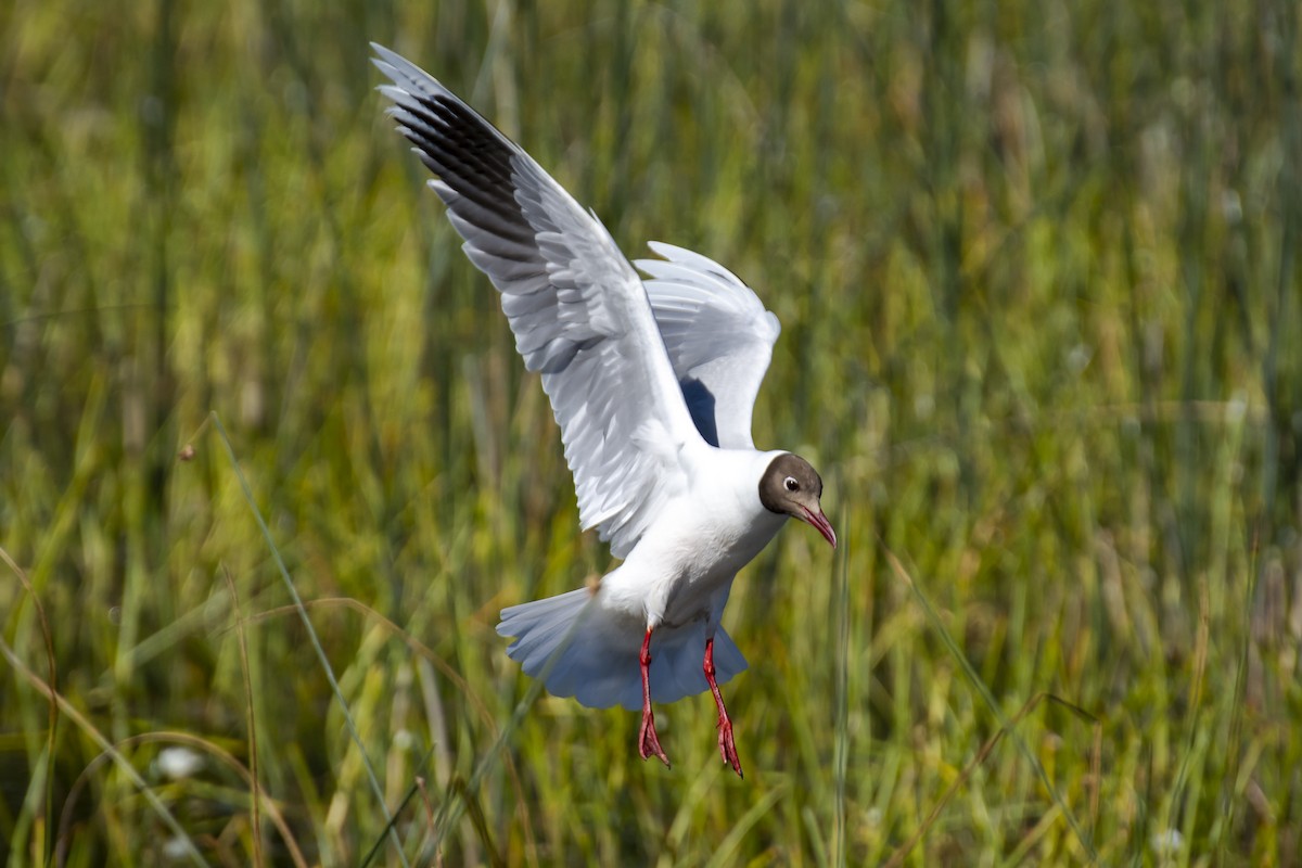 Brown-hooded Gull - ML623311260