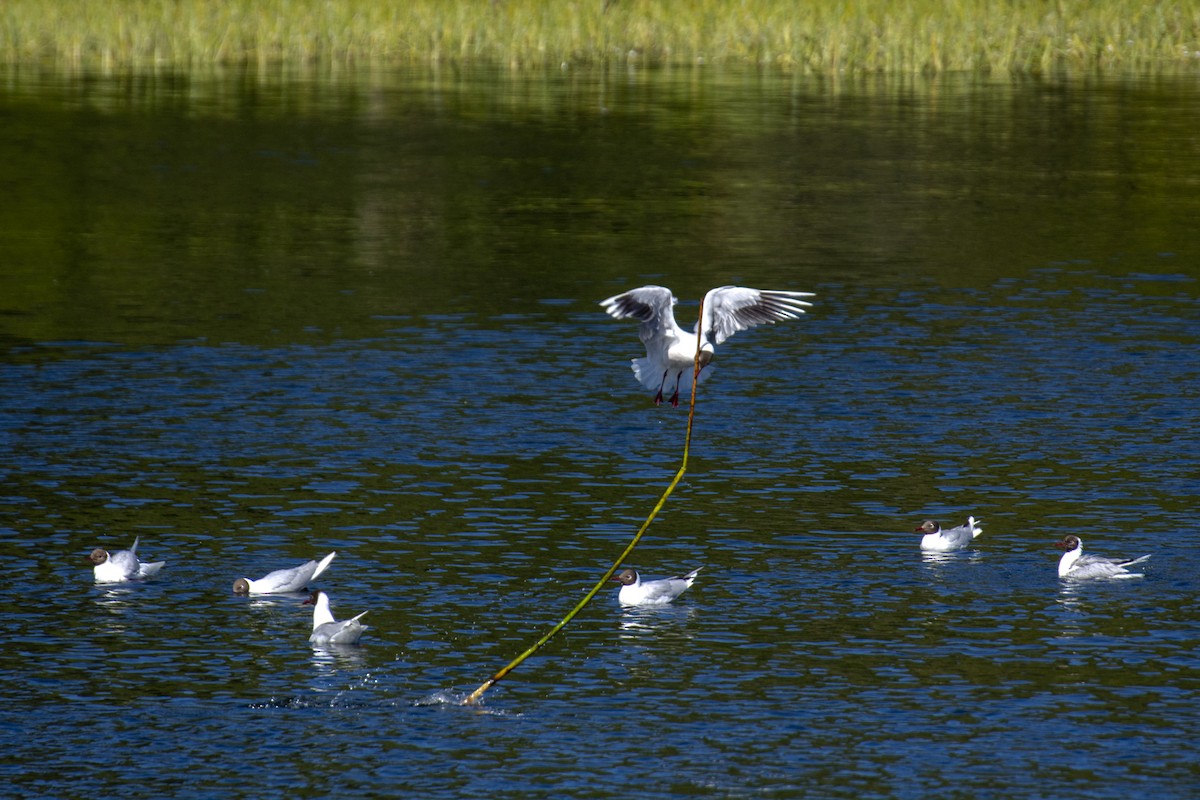 Gaviota Cahuil - ML623311261