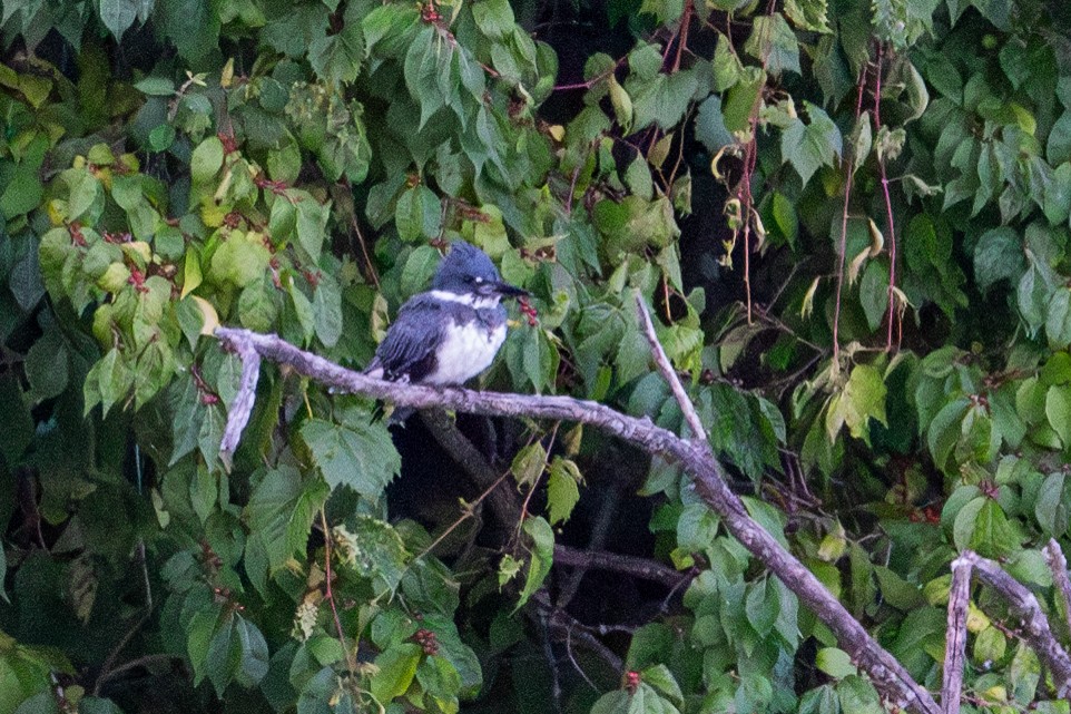 Belted Kingfisher - ML623311295