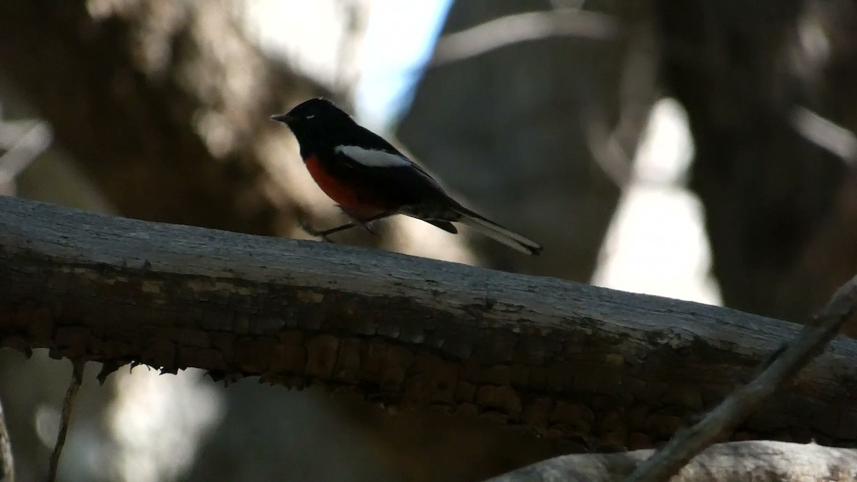 Painted Redstart - ML623311490