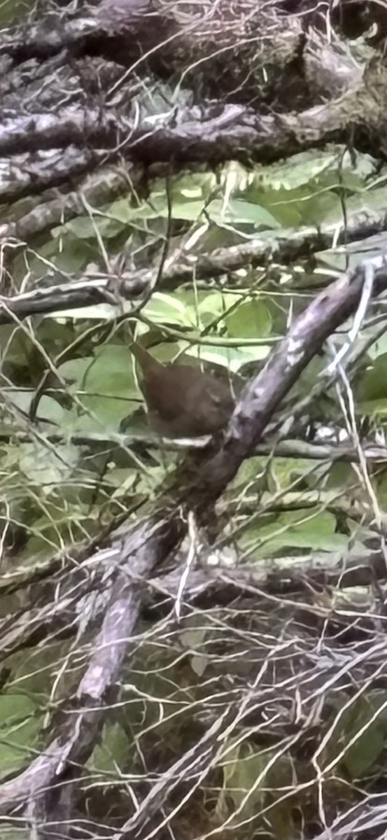 Pacific Wren - ML623311499