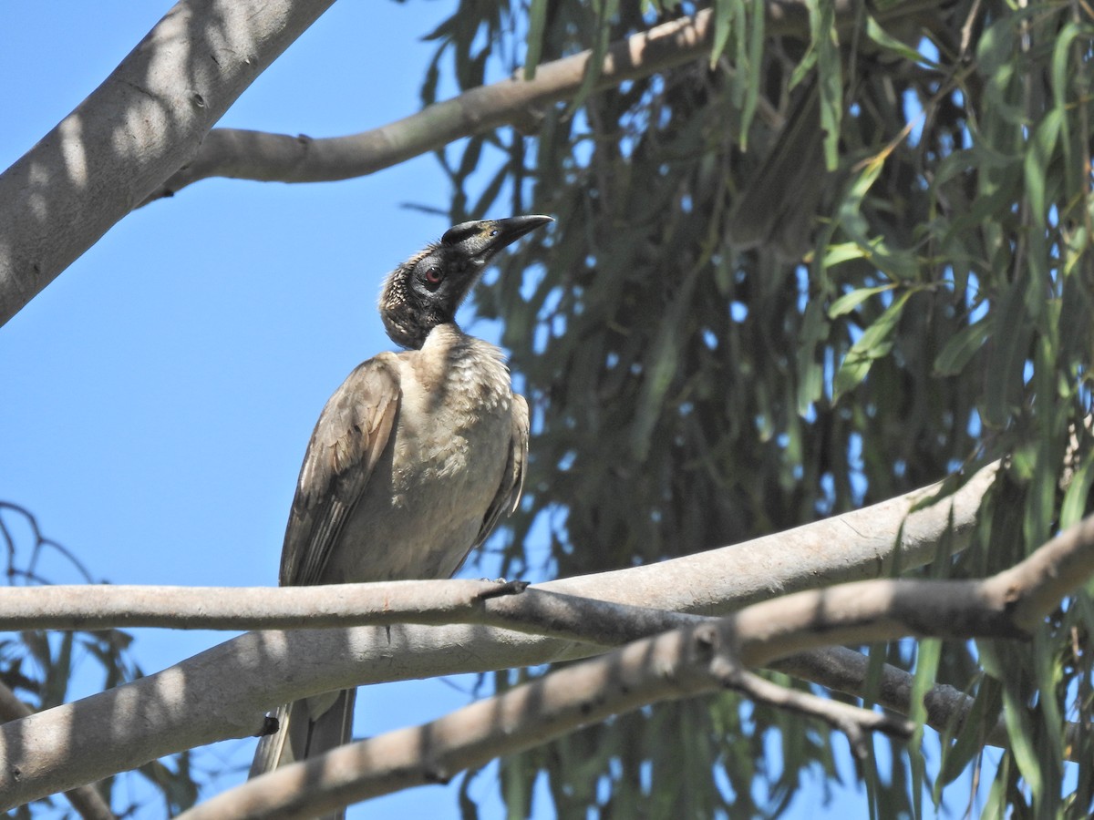 Helmeted Friarbird (Hornbill) - ML623311555