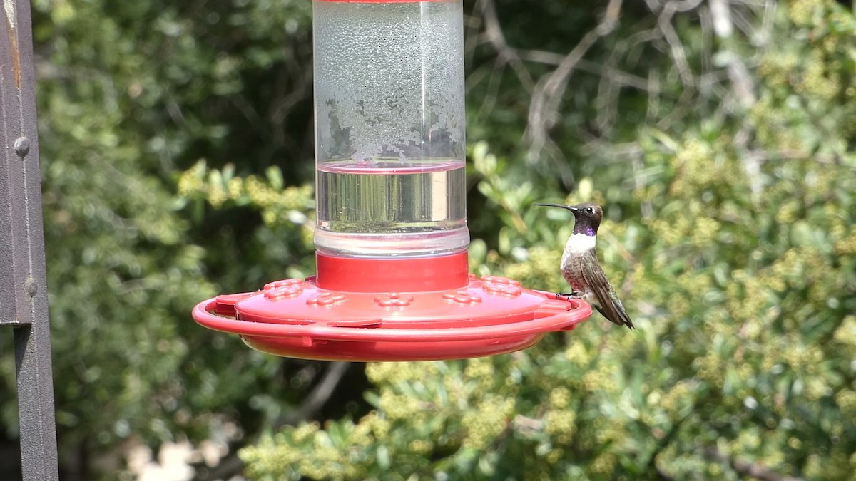 Black-chinned Hummingbird - Greg Gillson