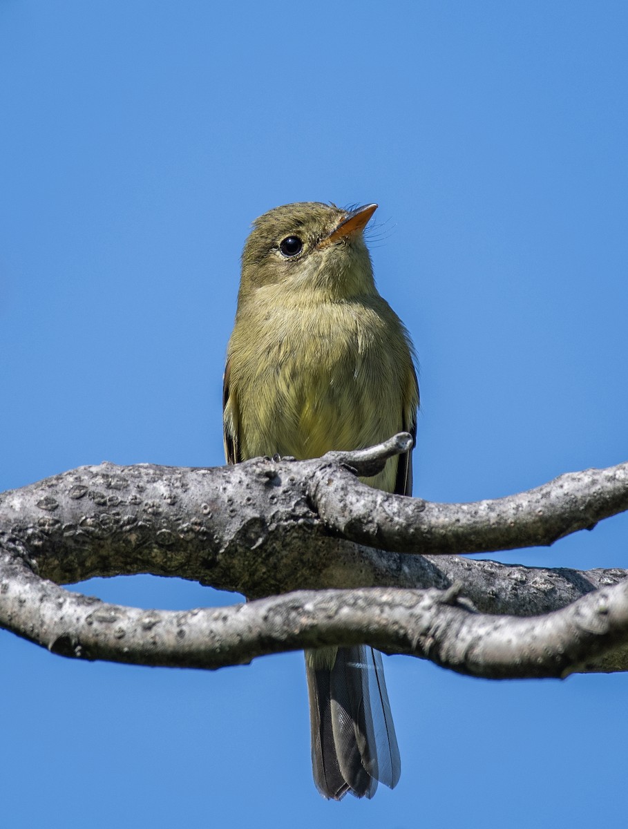 Yellow-bellied Flycatcher - Dave DeSarno