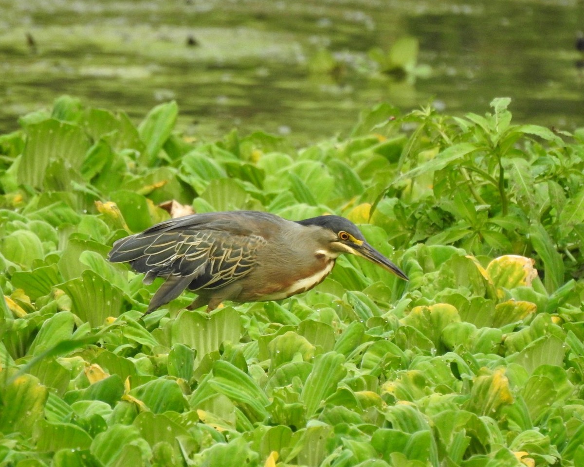 Striated Heron (South American) - Andrea  Hinek