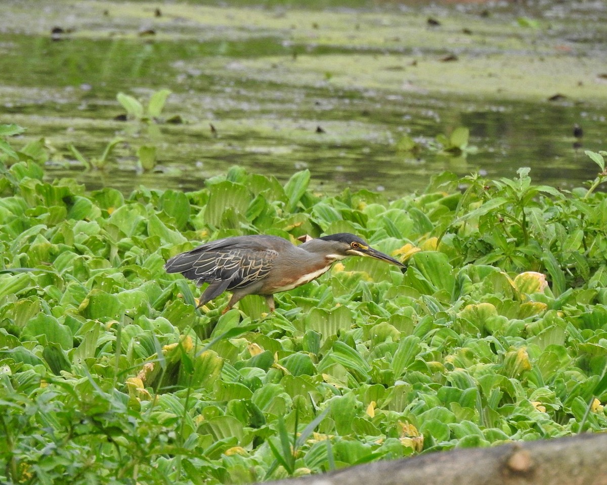 Striated Heron (South American) - Andrea  Hinek