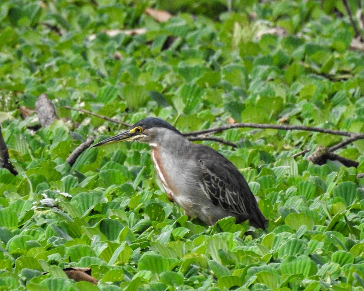 Striated Heron (South American) - ML623311766