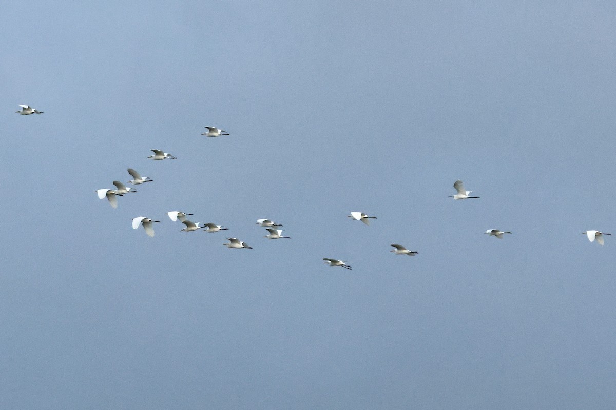 Eastern Cattle Egret - ML623311772