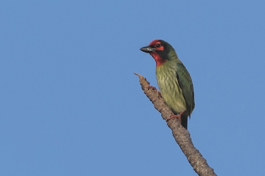 Coppersmith Barbet - ML623311776