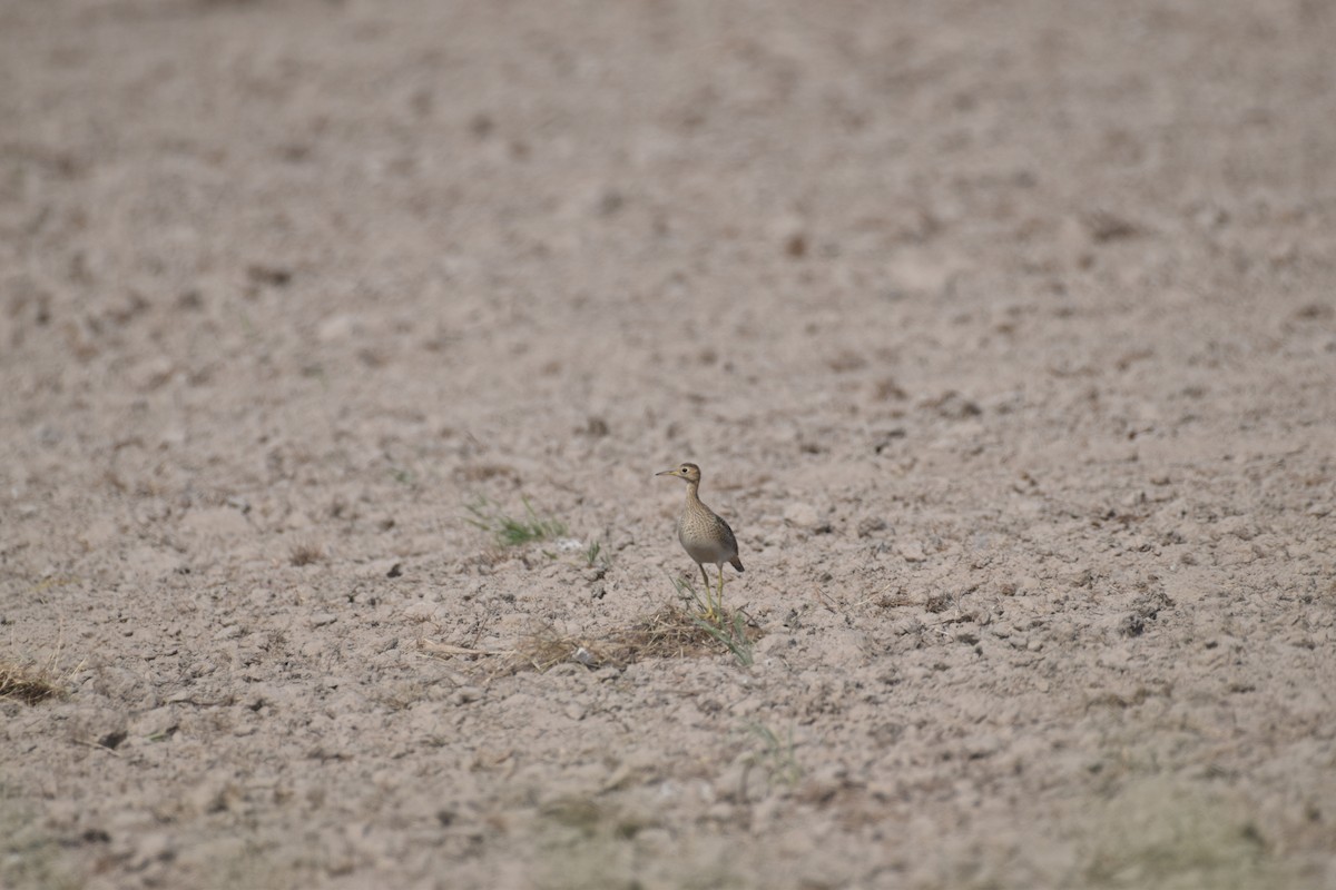 Upland Sandpiper - ML623311823