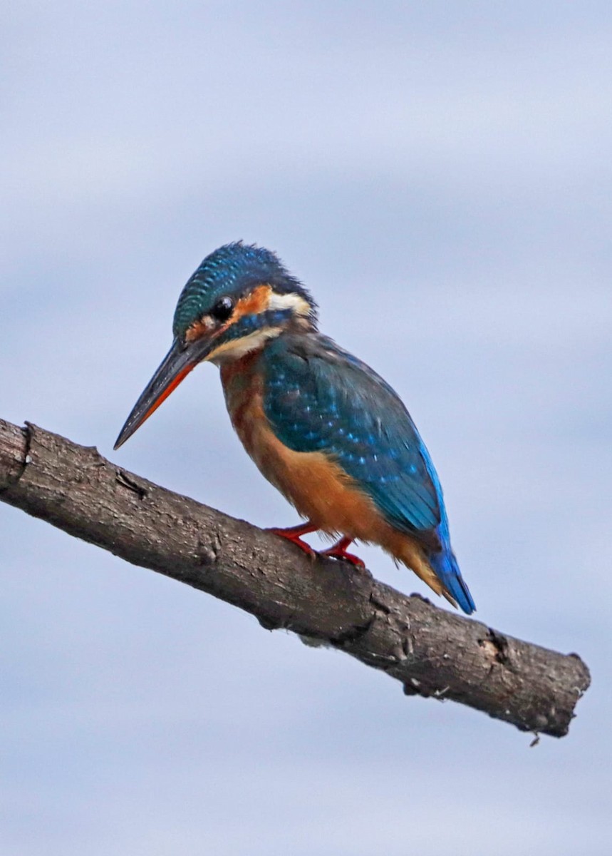 Common Kingfisher - ML623311842