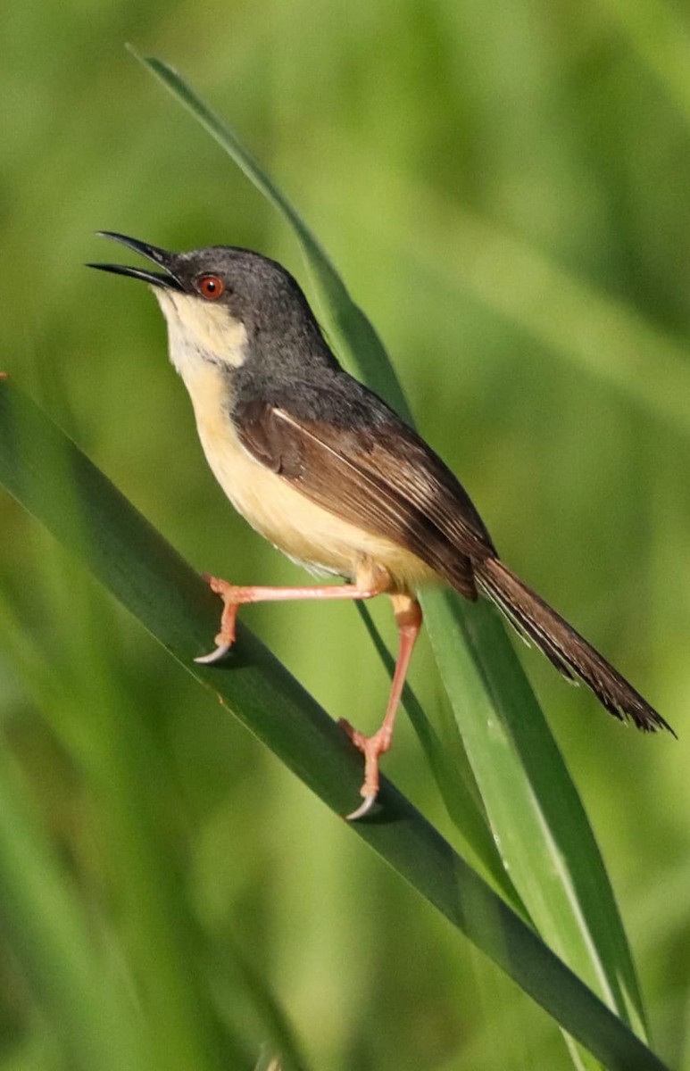 Ashy Prinia - ML623311855