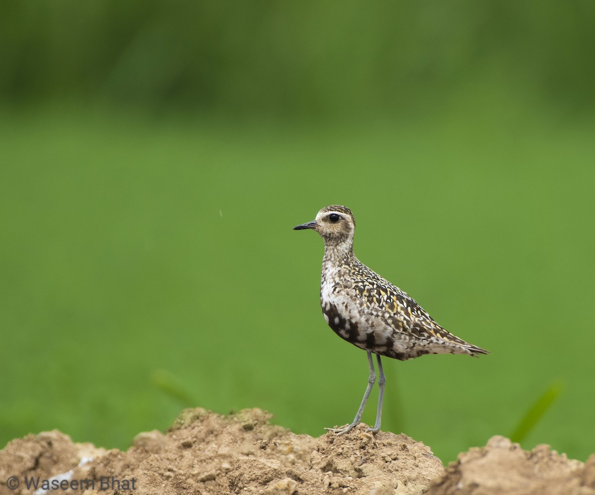 Pacific Golden-Plover - Waseem Bhat