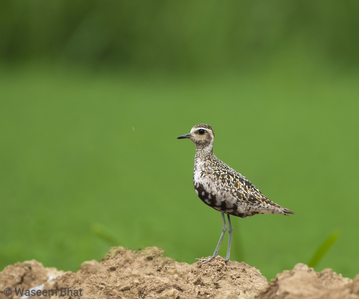 Pacific Golden-Plover - ML623311903