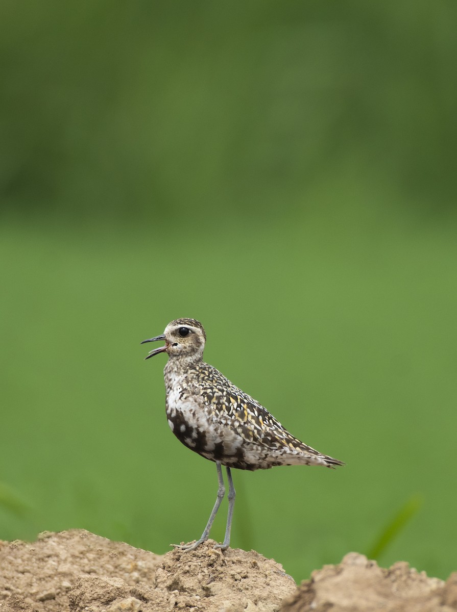 Pacific Golden-Plover - ML623311907