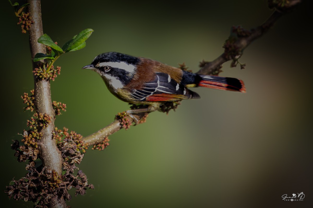 Red-tailed Minla - ML623311915