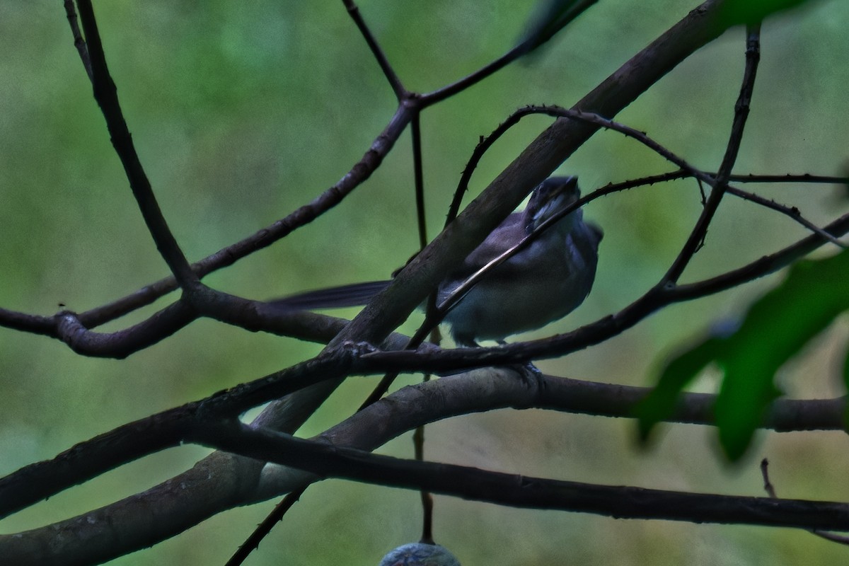 Red-eyed Puffback - ML623311921