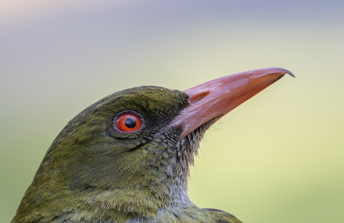 Olive-backed Oriole - ML623311946