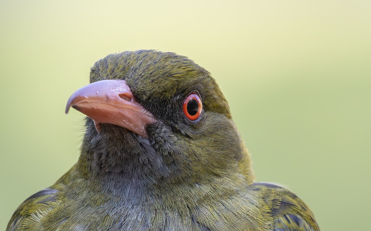 Olive-backed Oriole - ML623311947