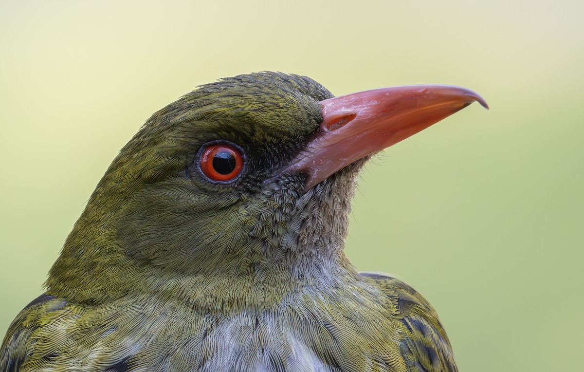 Olive-backed Oriole - ML623311948