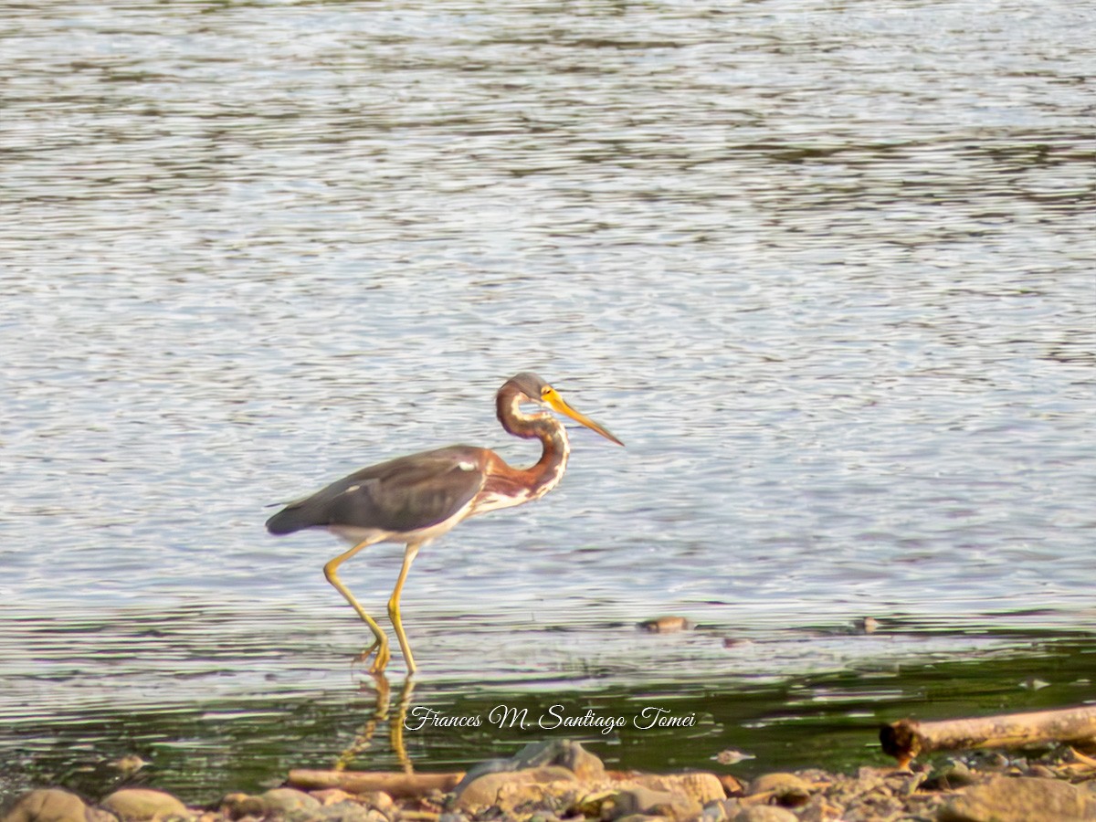 Tricolored Heron - Frances Santiago