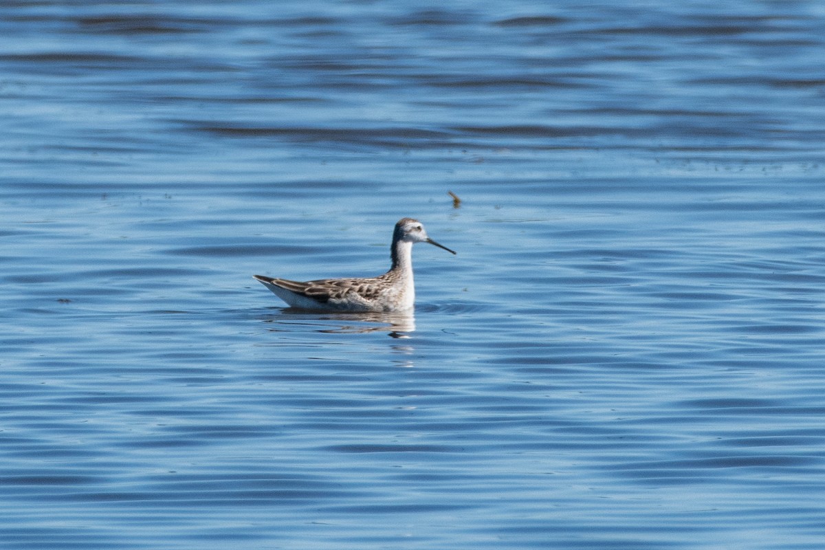 Wilson's Phalarope - ML623312005