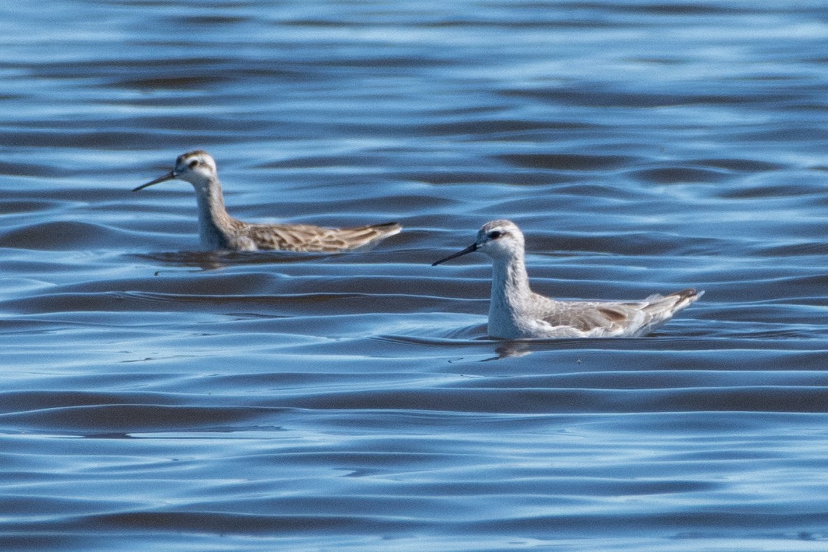 Wilson's Phalarope - ML623312006