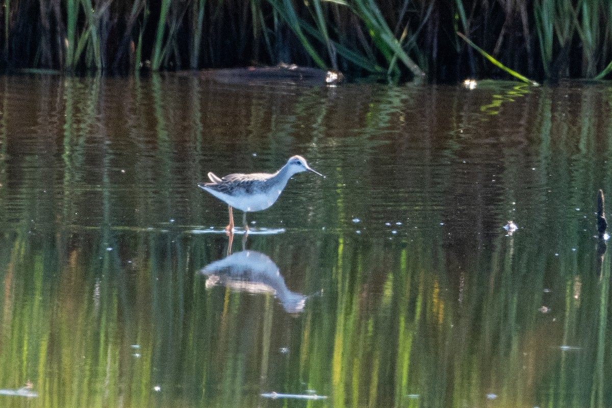 Wilson's Phalarope - ML623312007