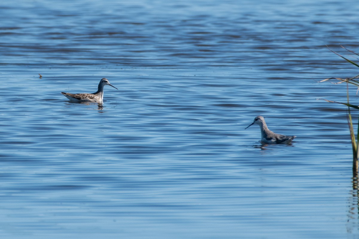 Wilson's Phalarope - ML623312008