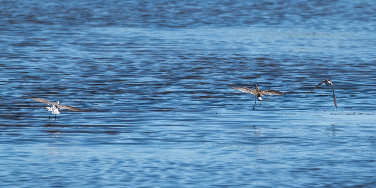 Wilson's Phalarope - ML623312009