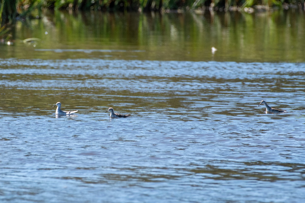 Wilson's Phalarope - ML623312011