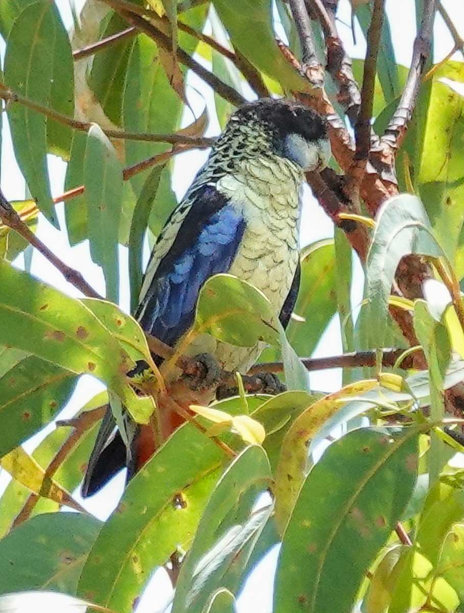 Northern Rosella - ML623312034