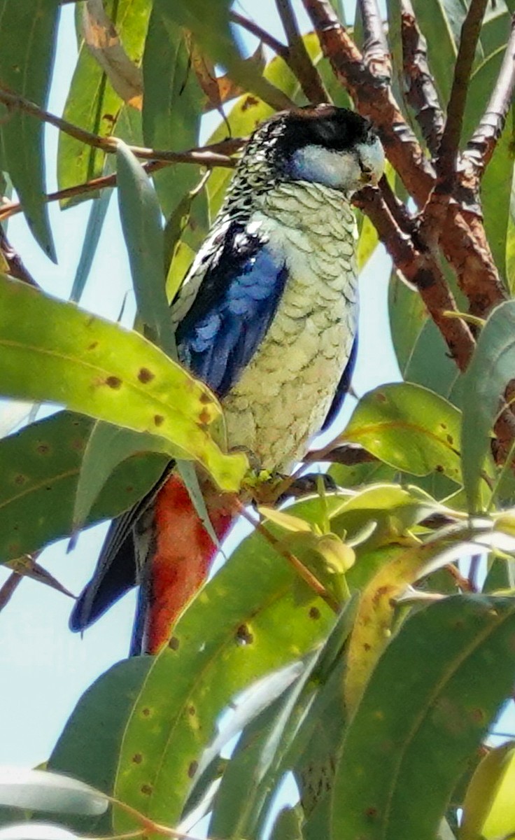 Northern Rosella - ML623312035