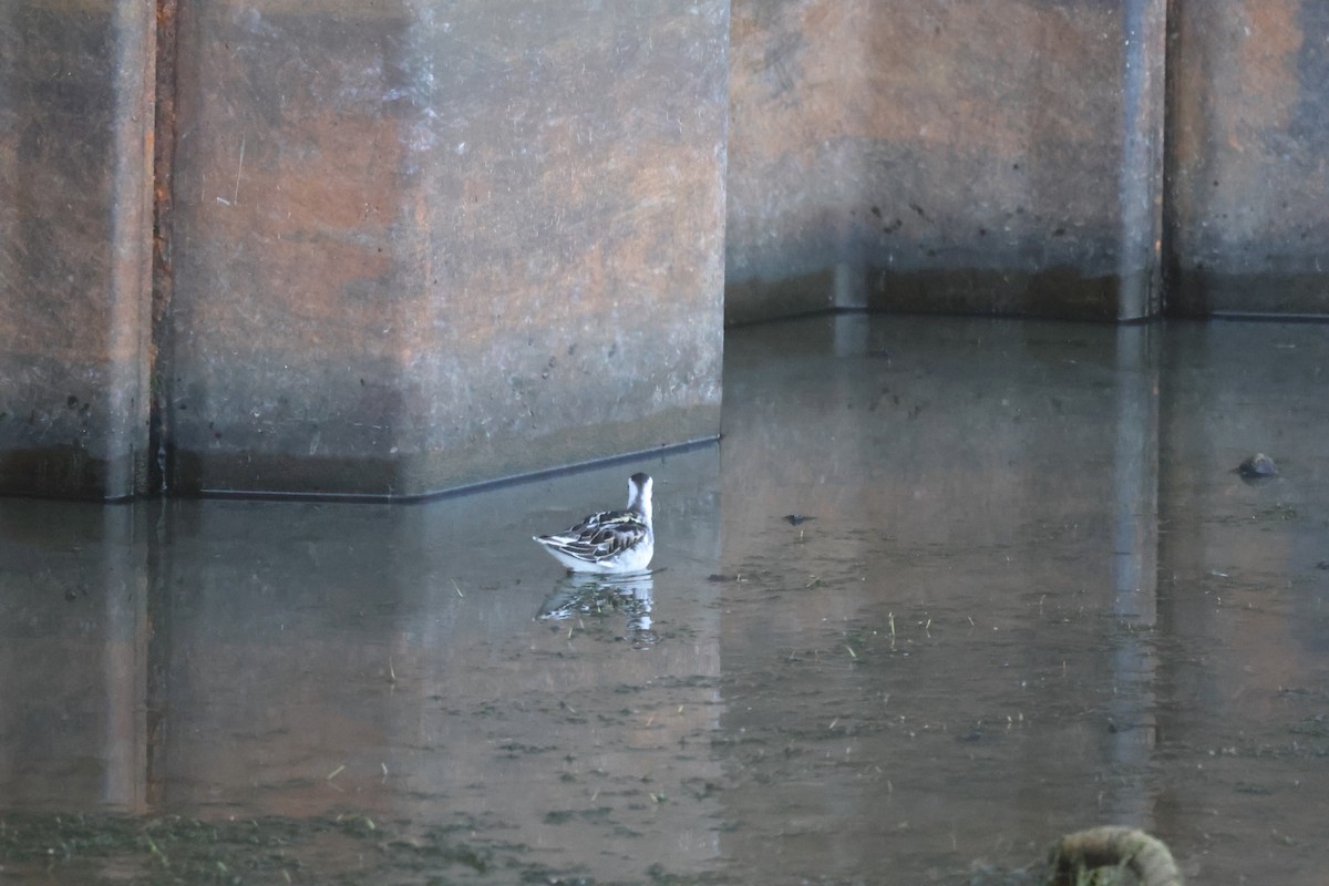 Red-necked Phalarope - ML623312059