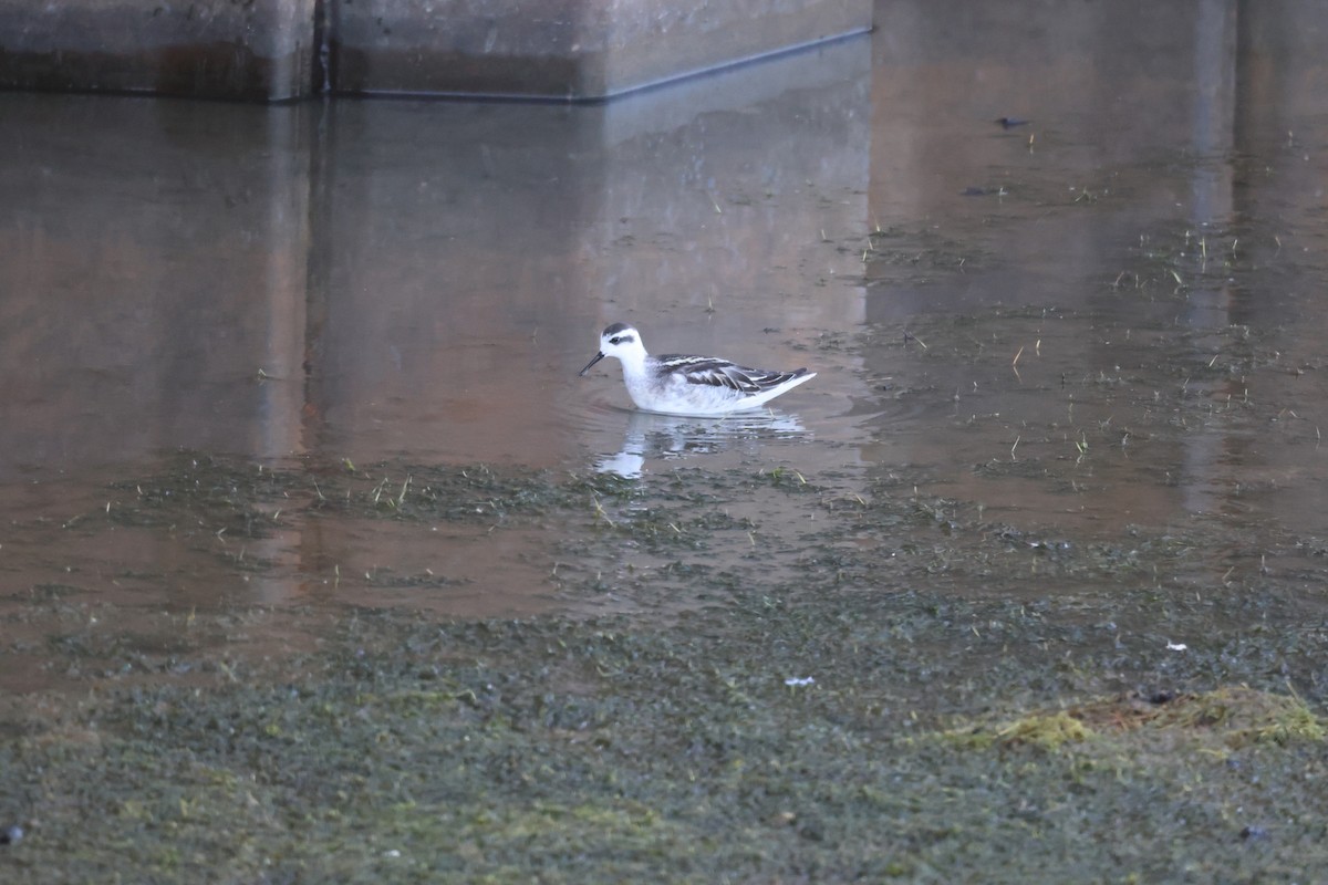 Red-necked Phalarope - ML623312065