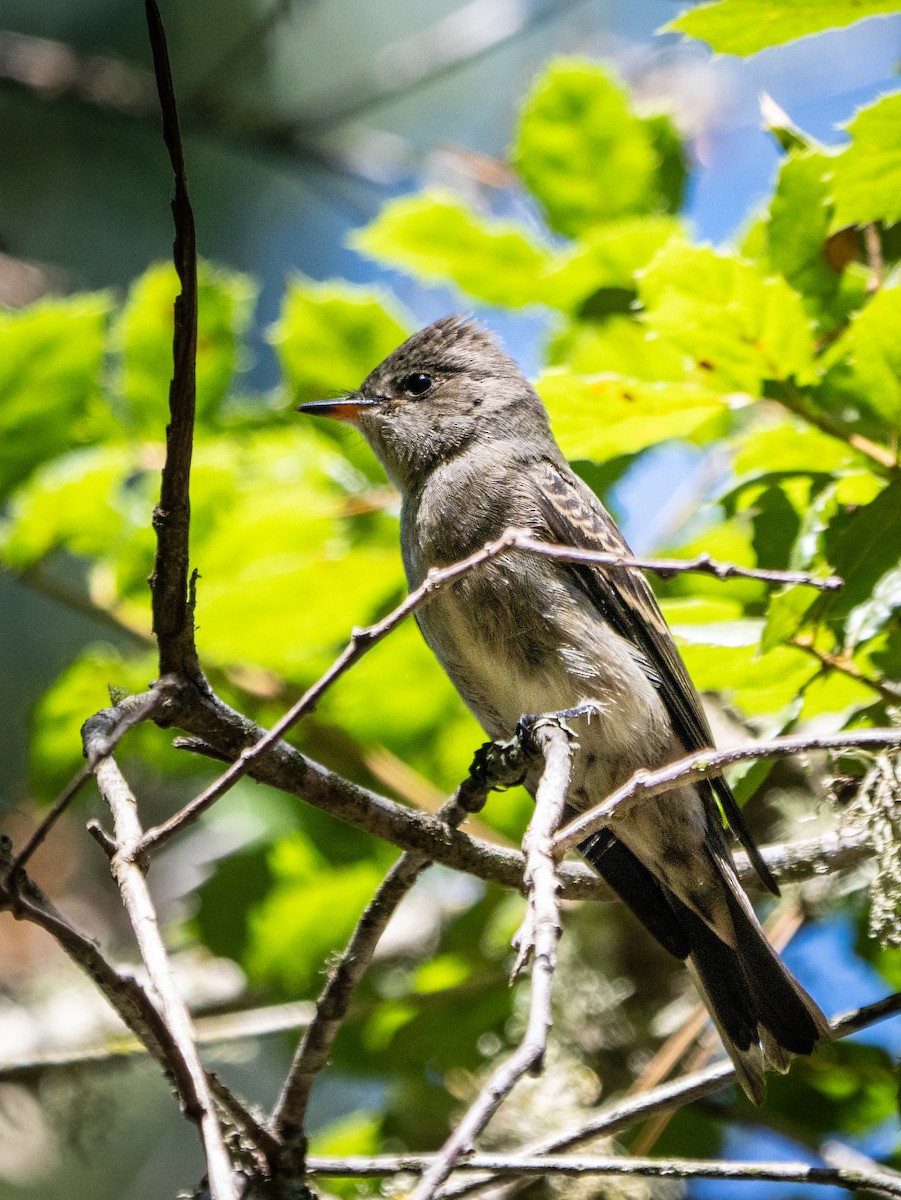 Western Wood-Pewee - ML623312083